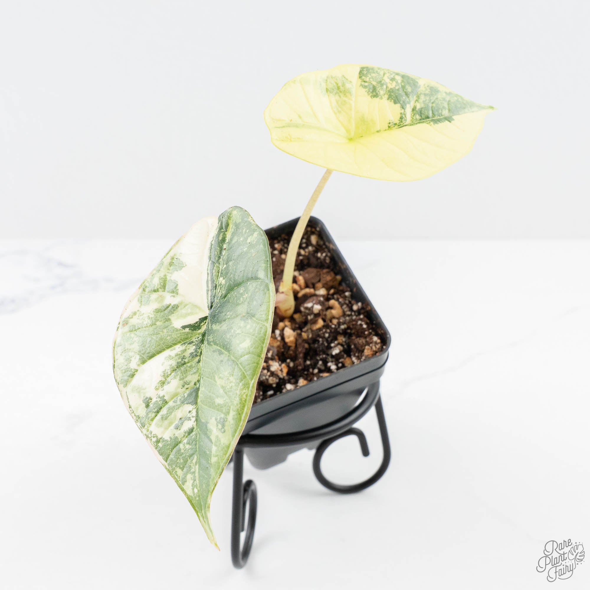 AlocasiaBismaspPlatinumalbovariegated-24F-3-3.jpg Alocasia ‘Bisma Platinum’ Albo Variegated (wk24-F) - Image 1