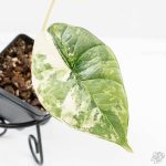 Alocasia ‘Bisma Platinum’ Albo Variegated (wk24-F) - Image 3