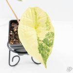 Alocasia ‘Bisma Platinum’ Albo Variegated (wk24-F) - Image 4