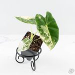 Alocasia 'Frydek' albo variegated *Grower's Choice* - Image 3