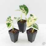 Alocasia 'Frydek' albo variegated *Grower's Choice* - Image 5