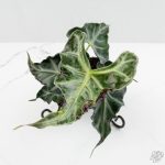 Alocasia loco *Grower's Choice*