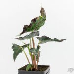 Alocasia loco *Grower's Choice* - Image 2