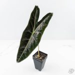 Alocasia Longiloba 'Purple' (wk24-UN)