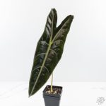 Alocasia Longiloba 'Purple' (wk24-UN) - Image 2