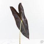 Alocasia Longiloba 'Purple' (wk24-UN) - Image 3