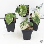 Alocasia Melo Albo Variegated *Grower's Choice* - Image 3