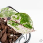 Alocasia 'Plumbea' Pink Variegated (wk24-A)