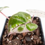 Alocasia 'Plumbea' Pink Variegated (wk24-A) - Image 5