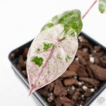 Alocasia 'Plumbea' Pink Variegated (wk24-A) - Image 2