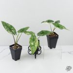 Alocasia 'Simpo' Albo Variegated *Grower's Choice* - Image 3