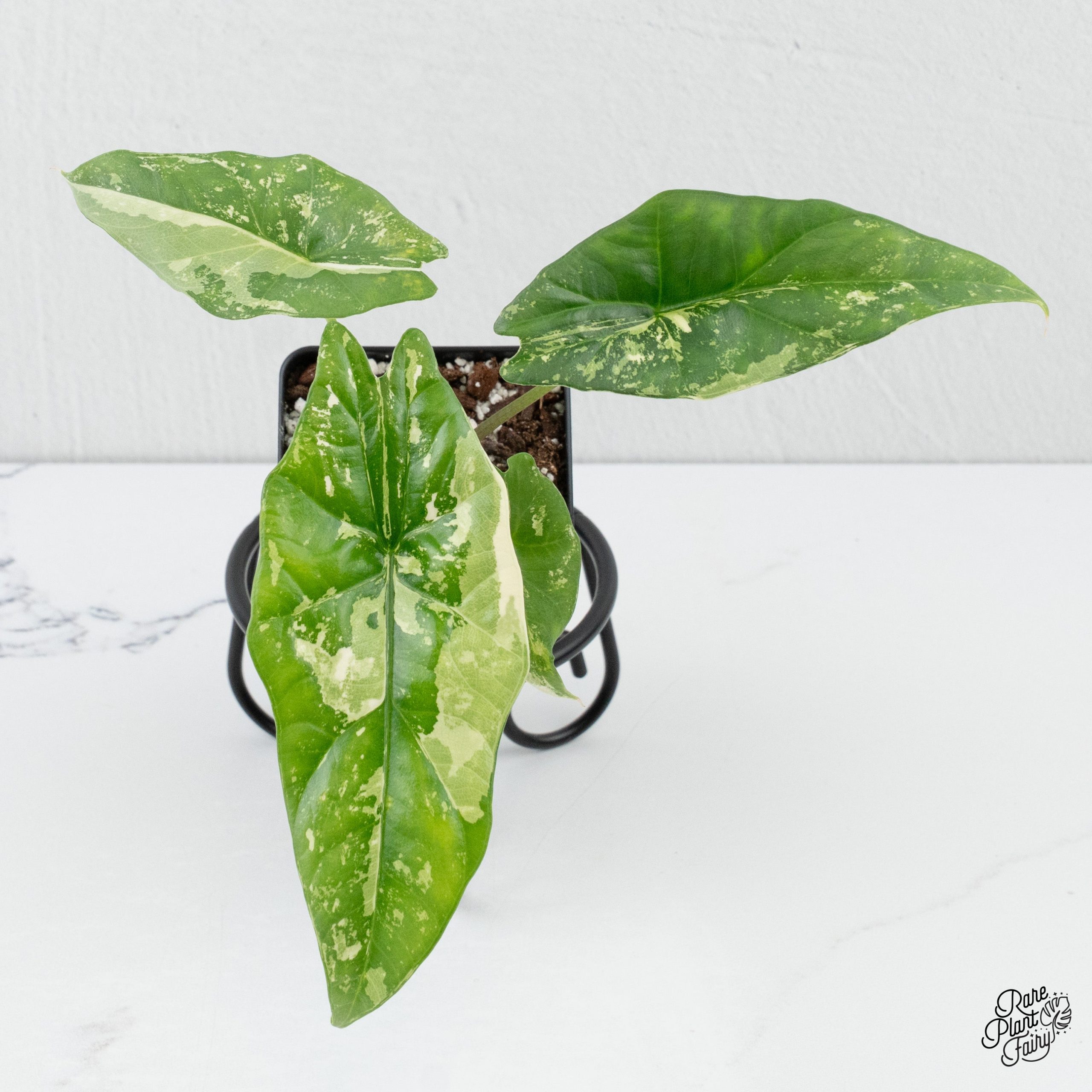 AlocasiaSimpo_Grower_sChoice_2026-01-16_WEEK3_-3-3.jpg Alocasia 'Simpo' Albo Variegated *Grower's Choice* - Image 1