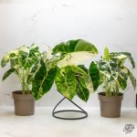 Alocasia 'Frydek' albo variegated *Grower's Choice*