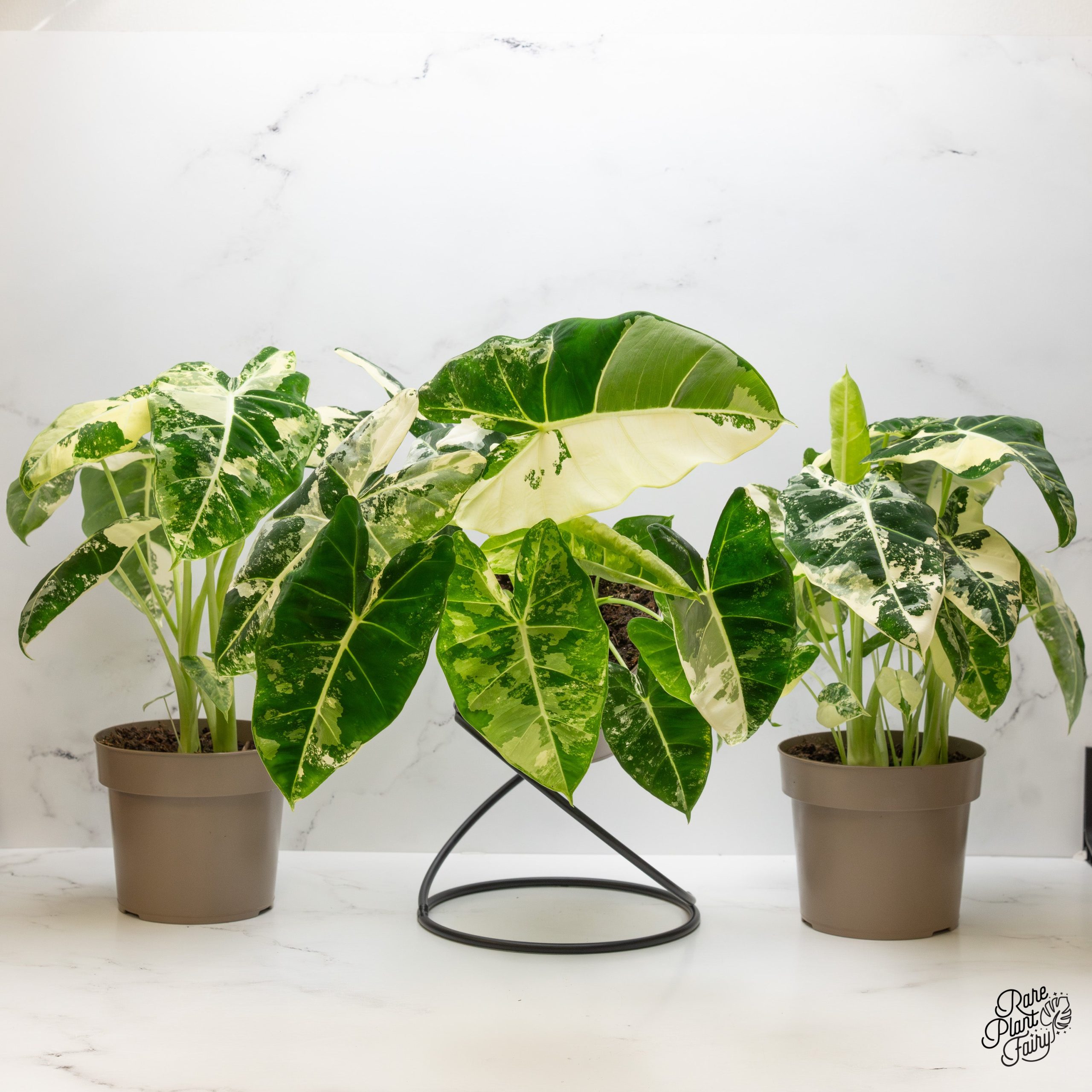 AlocasiaVelvetRadiance_FrydekVariegated_2025-12-26_WEEK52_-1-3.jpg Alocasia 'Frydek' albo variegated *Grower's Choice* - Image 1