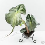 Alocasia 'Venom' *Grower's Choice* - Image 3