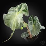 Alocasia 'Venom' *Grower's Choice*