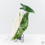 Alocasia 'Zebrina' Black Stem Variegated (wk24-UO) - Image 3