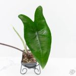 Alocasia 'Zebrina' Black Stem Variegated (wk24-UO) - Image 4