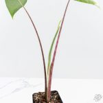 Alocasia 'Zebrina' Black Stem Variegated (wk24-UO) - Image 5