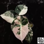 Rare Alocasia Longiloba Variegated plant with yellow and green variegated leaves - Leaf Loom Plants