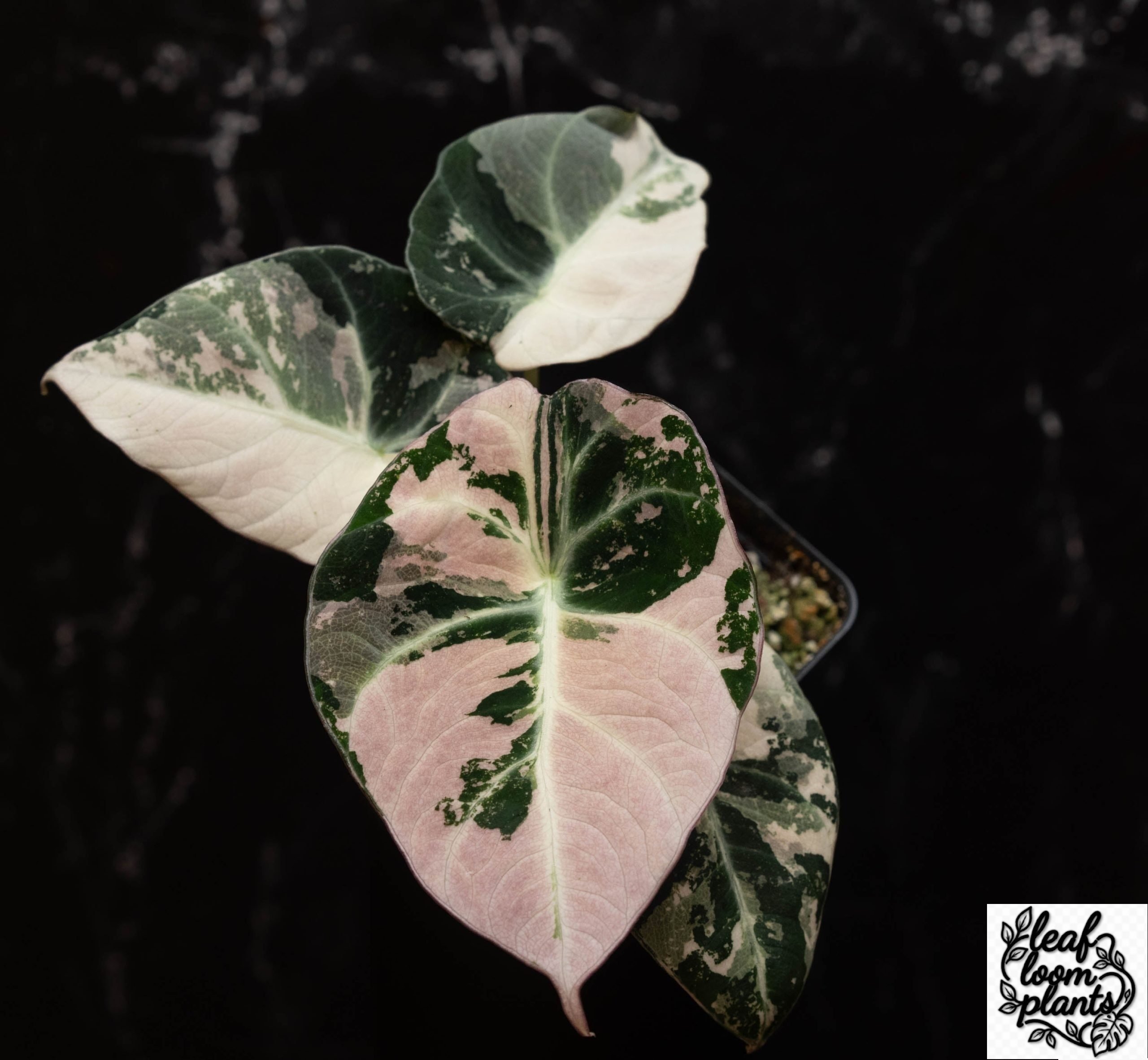 Rare Alocasia Longiloba Variegated plant with yellow and green variegated leaves - Leaf Loom Plants