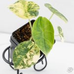Alocasia 'Melo' Aurea Variegated *Grower's Choice*