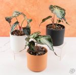 Alocasia 'Venom' *Grower's Choice* - Image 2