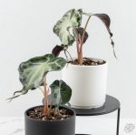 Alocasia 'Venom' *Grower's Choice* - Image 4