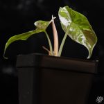 Alocasia azlanii pink variegated *Grower's Choice*