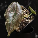 Alocasia azlanii pink variegated *Grower's Choice* - Image 2