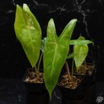 Alocasia longiloba variegated *Grower's Choice* - Image 6