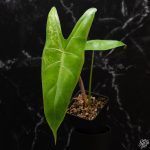 Alocasia longiloba variegated *Grower's Choice* - Image 7