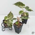 Alocasia 'Uhinkii' Albo/Pink Variegated (Previously Alocasia Wentii) *Grower's Choice* - Image 2