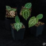 Anthurium Zara '14' x Black Widow '13' by DocBlock® *Grower's Choice* - Image 2