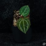Anthurium Zara '14' x Black Widow '13' by DocBlock® *Grower's Choice*