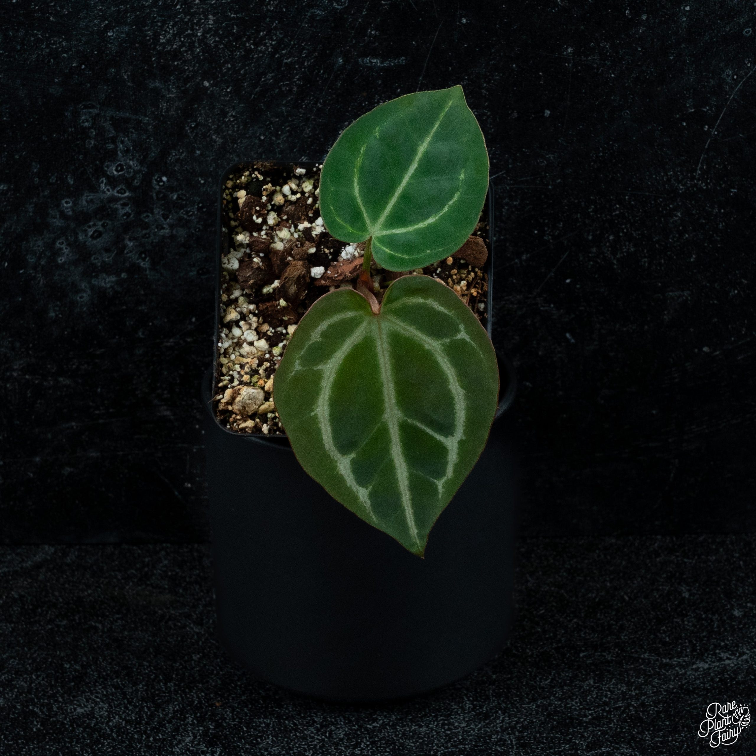 Anthuirum14x13Grower_sChoice2025-06-20_WEEK25_-3-2.jpg Anthurium Zara '14' x Black Widow '13' by DocBlock® *Grower's Choice* - Image 1