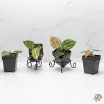 Anthurium Michelle '10' x Home, Sweet Home '32' by DocBlock® *Grower's Choice* - Image 3
