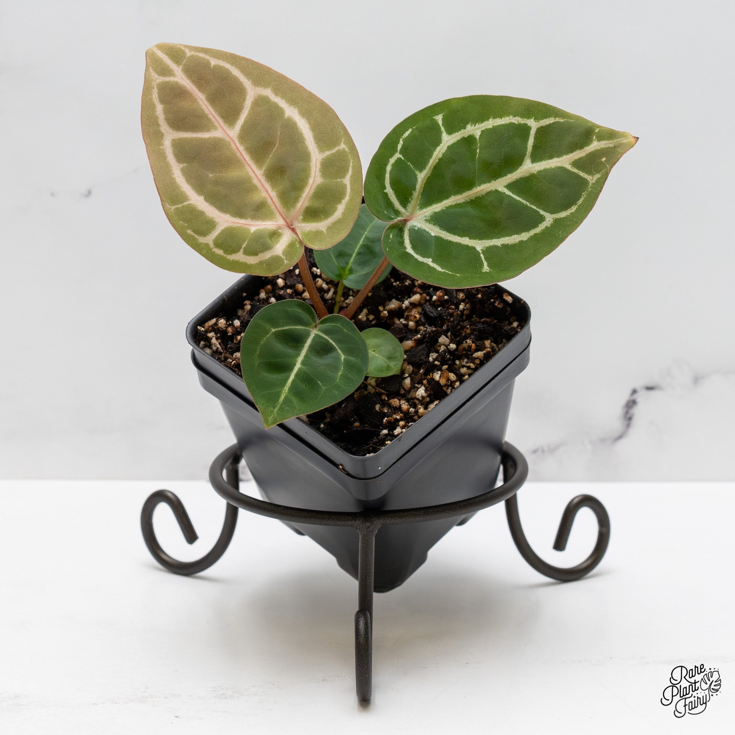 Anthurium10x32_Grower_sChoice_2025-12-19_WEEK51_-3-2.jpg Anthurium Michelle '10' x Home, Sweet Home '32' by DocBlock® *Grower's Choice* - Image 1