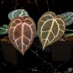 Anthurium Orange '26' x DocBlock Red Crystal '12' by DocBlock® *Grower's choice* - Image 2