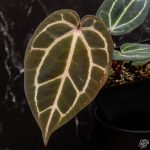 Anthurium Orange '26' x DocBlock Red Crystal '12' by DocBlock® *Grower's choice* - Image 9