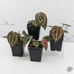 Anthurium Home, Sweet Home '32' x Zara '14' by DocBlock® *Grower's Choice* - Image 3
