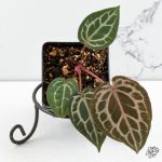 Anthurium Home, Sweet Home '32' x Zara '14' by DocBlock® *Grower's Choice*