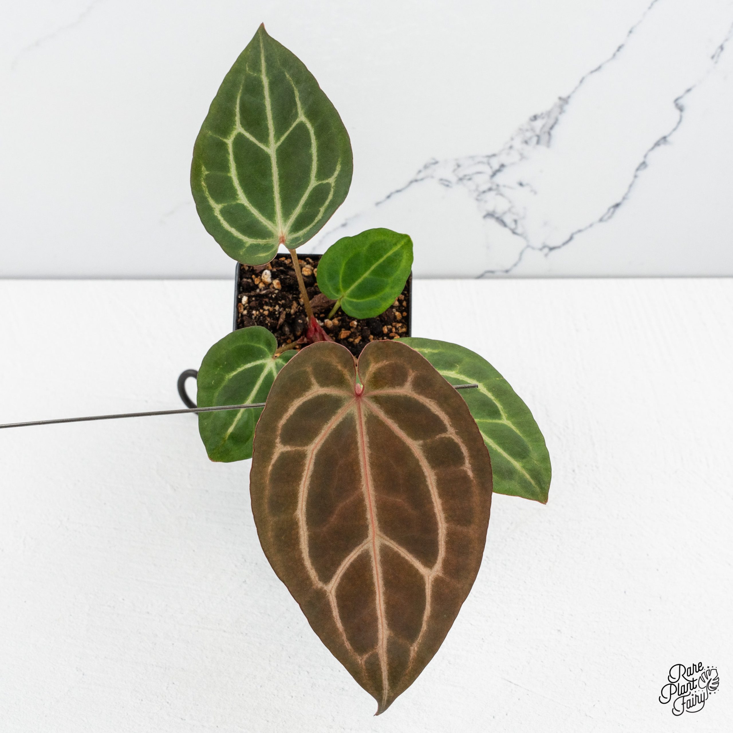 Anthurium32x9_Grower_sChoice_2025-12-05_WEEK49_-1-2.jpg Anthurium Home, Sweet Home '32' x Dark & Handsome '9' by DocBlock® *Grower's Choice* - Image 1