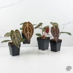 Anthurium Home, Sweet Home '32' x Dark & Handsome '9' by DocBlock® *Grower's Choice* - Image 3
