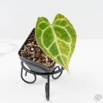 Anthurium Crystallinum variegated (wk24-UA)