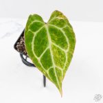 Anthurium Crystallinum variegated (wk24-UA) - Image 3