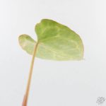 Anthurium Crystallinum variegated (wk24-UA) - Image 4