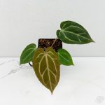 Anthurium DocBlock F2 x Carlablackiae  by DocBlock®  *Grower’s Choice*