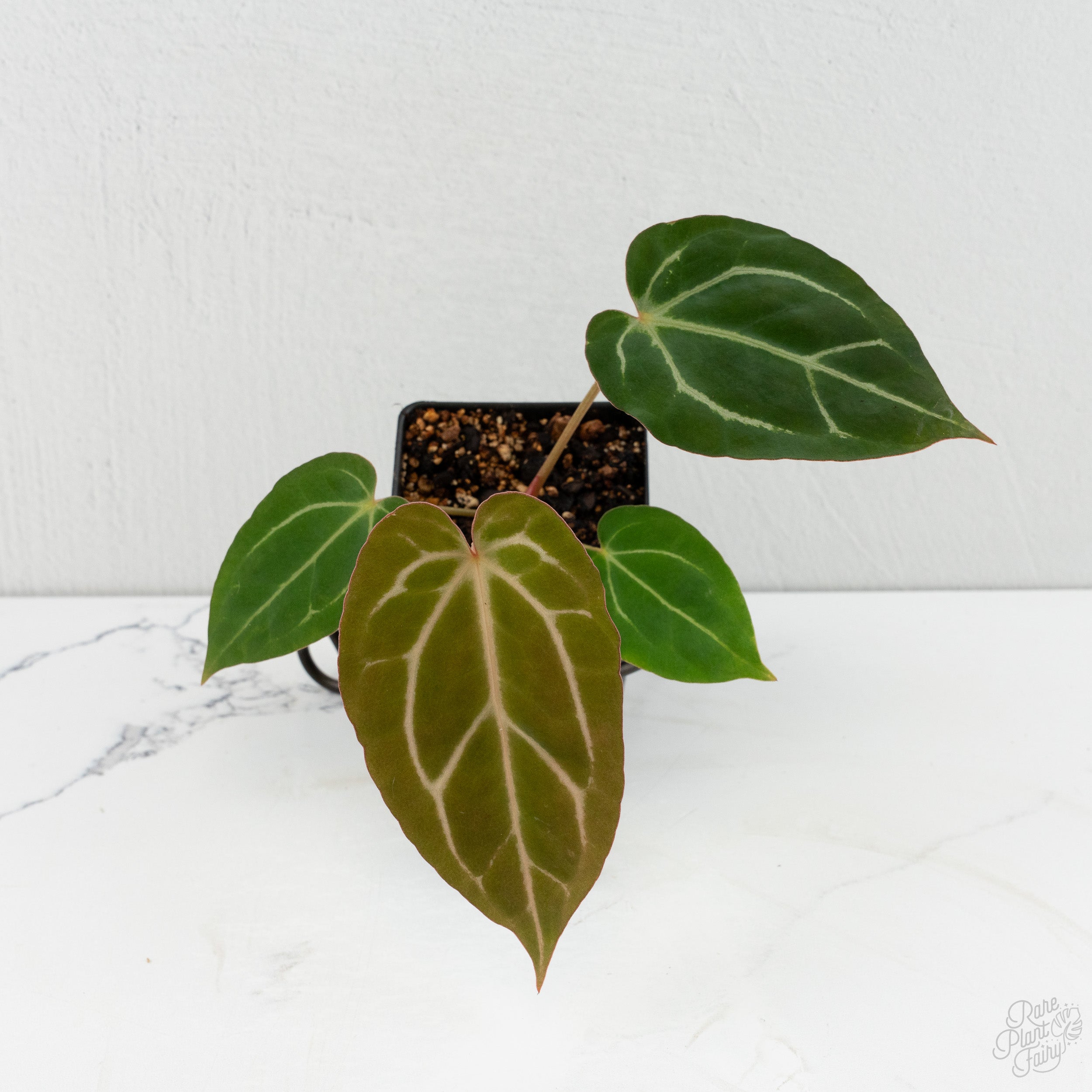AnthuriumF2xCarlablackiaebyDocBlock_Grower_sChoice_-2-3.jpg Anthurium DocBlock F2 x Carlablackiae by DocBlock® *Grower’s Choice* - Image 1