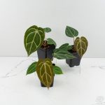 Anthurium DocBlock F2 x Carlablackiae  by DocBlock®  *Grower’s Choice* - Image 2